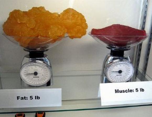 Name:  Fat and muscle..jpg
Views: 3384
Size:  27.6 KB
