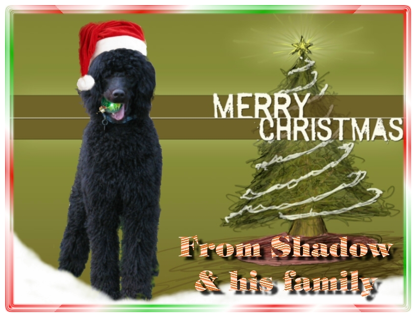 Name:  shadow-christmas-card-3.jpg
Views: 35166
Size:  291.5 KB