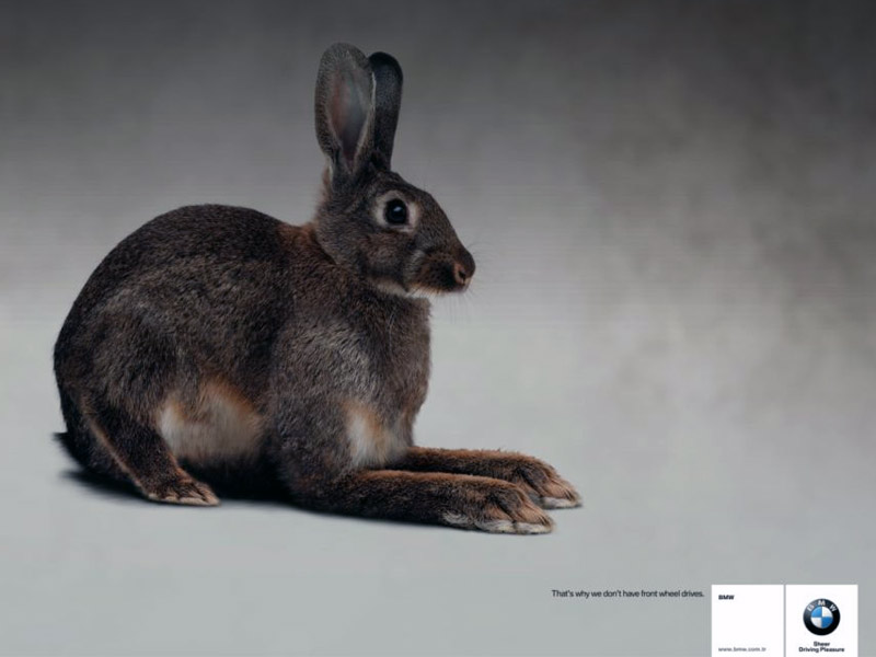 Name:  bunny.jpg
Views: 3986
Size:  55.3 KB